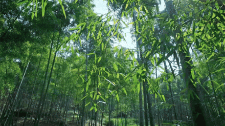 熹園茶宿，禪茶一宿悠然山水間