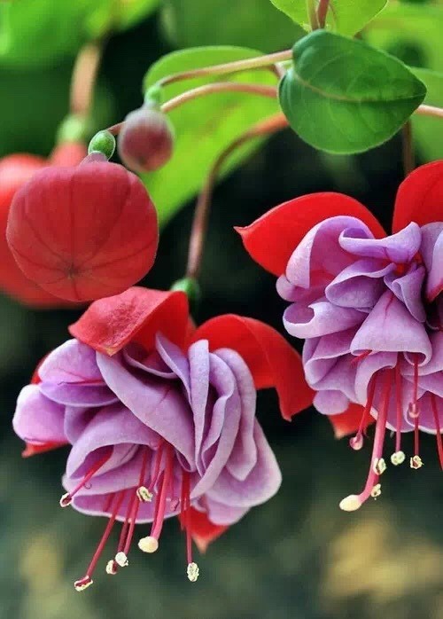 唯美風(fēng)景圖片：世界上最美倒掛金鐘花！