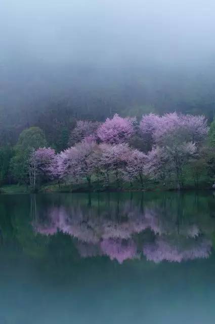 唯美風(fēng)景圖片：生命是一樹花開(kāi)