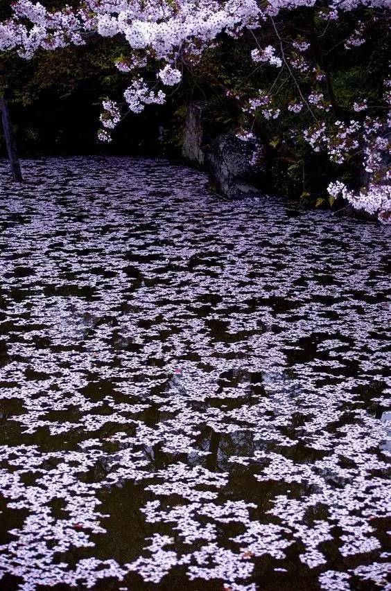 唯美風(fēng)景圖片：生命是一樹花開(kāi)