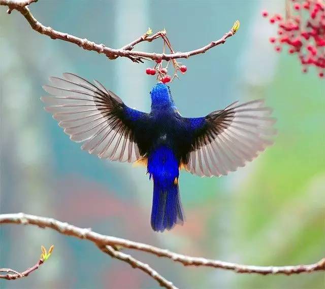 唯美風(fēng)景圖片：春天充滿生機(jī)的鳥語(yǔ)花香！