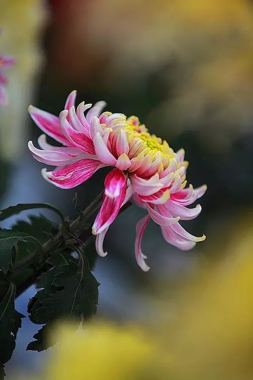 立冬時節(jié)菊繽紛，唯美菊花攝影！