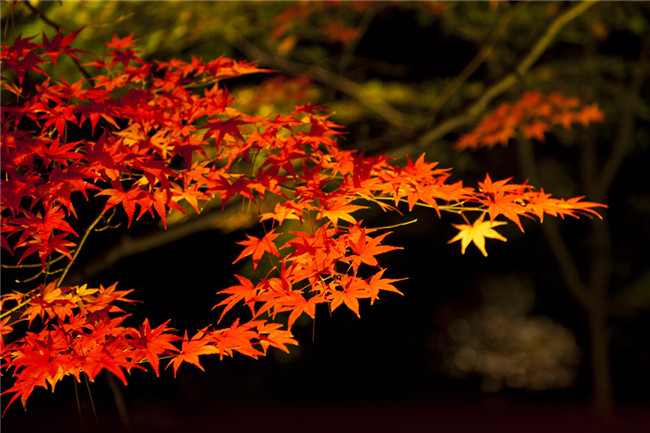 紅葉似火意似情，楓葉夜色攝影欣賞