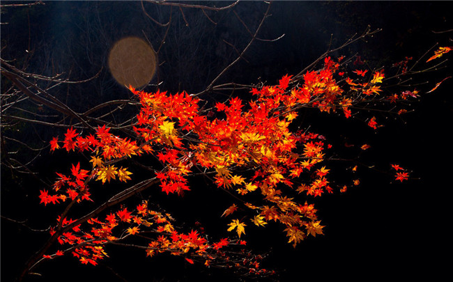 紅葉似火意似情，楓葉夜色攝影欣賞
