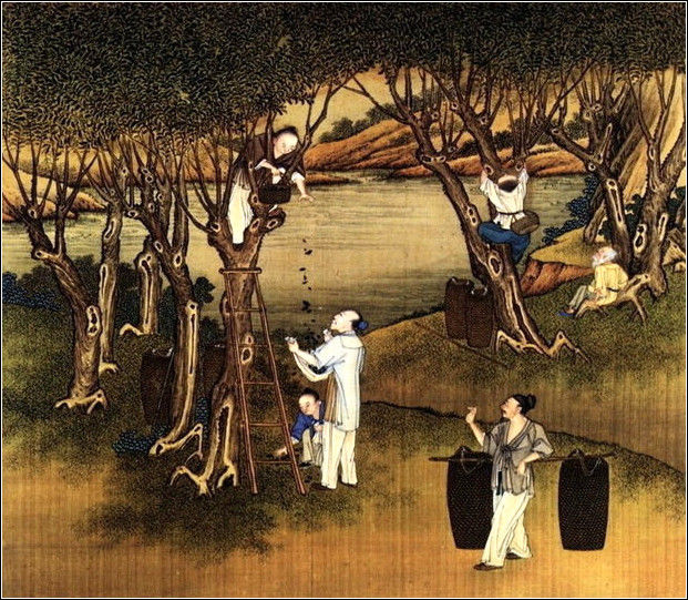 中國24節(jié)氣古畫圖，超美國畫插畫欣賞