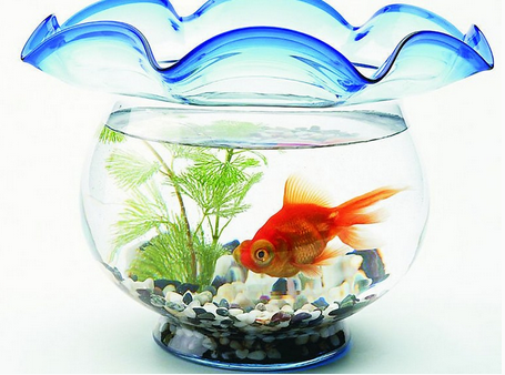 在客廳里怎樣養(yǎng)金魚？金魚怎么養(yǎng)風(fēng)水好