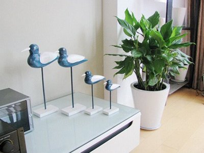 學習風水學，客廳擺設(shè)植物風水禁忌全get！