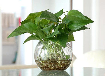學(xué)習(xí)風(fēng)水學(xué)，房間風(fēng)水植物擺設(shè)宜忌全掌握！